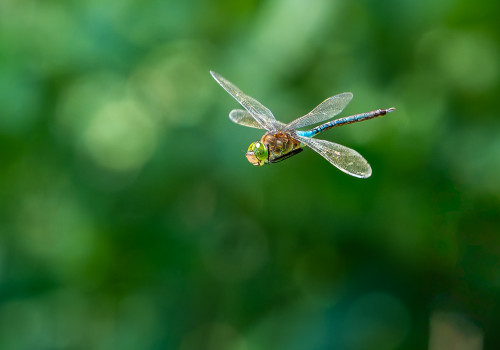 anax parthenope   anax napolitain male