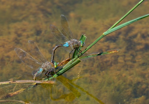 anax parthenope  anax napolitain  couple