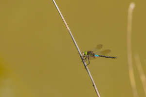 anax parthenope anax napolitain male anax parthenope anax napolitain male