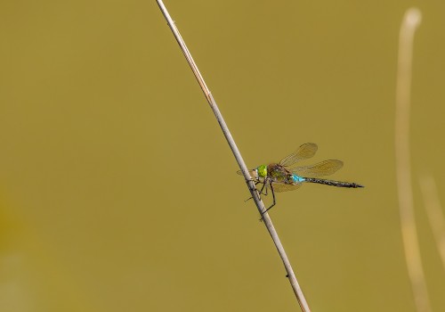 anax parthenope  anax napolitain  male