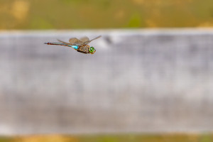 anax parthenope anax napolitain male 10 anax parthenope anax napolitain male 10