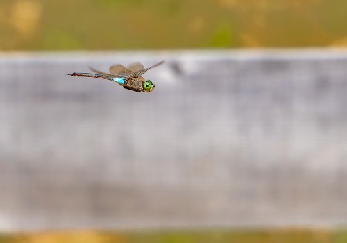 anax parthenope  anax napolitain  male 10