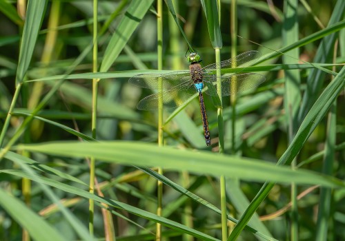 anax parthenope  anax napolitain  male