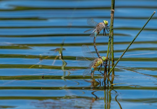 anax parthenope  anax napolitain  tandem