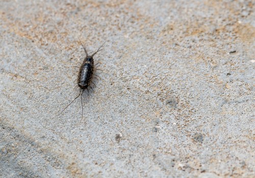  dsc2943 nef dxo deepprime