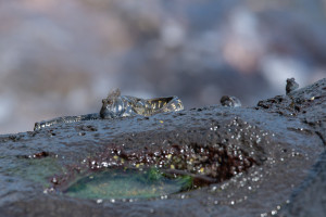 alticus anjouanae blennie cotiere d anjouan alticus anjouanae blennie cotiere d anjouan