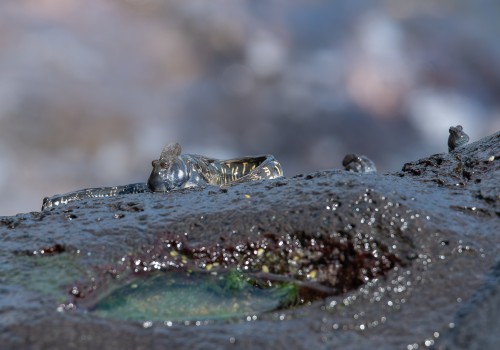 alticus anjouanae  blennie cotiere d anjouan 