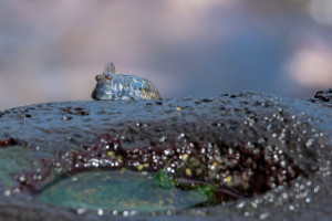 alticus anjouanae blennie cotiere d anjouan alticus anjouanae blennie cotiere d anjouan