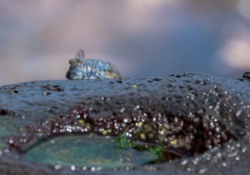 alticus anjouanae  blennie cotiere d anjouan 