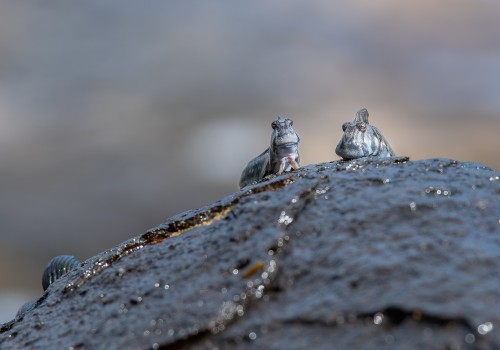 alticus anjouanae  blennie cotiere d anjouan 