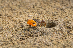 crabe violoniste crabe violoniste