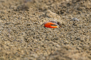 crabe violoniste crabe violoniste