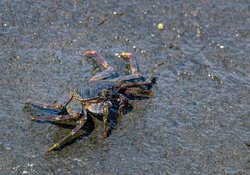 grapsus tenuicrustatus  crabe fantome 