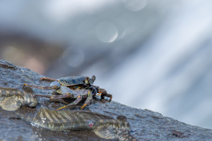 grapsus tenuicrustatus crabe fantome grapsus tenuicrustatus crabe fantome