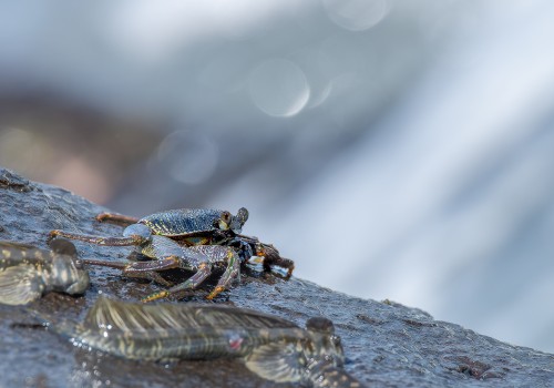 grapsus tenuicrustatus  crabe fantome 