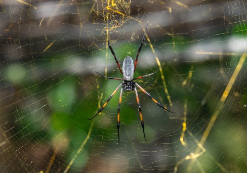trichonephila inaurata  nephile 