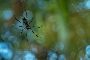 trichonephila inaurata nephile trichonephila inaurata nephile