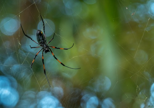 trichonephila inaurata  nephile 