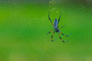 trichonephila inaurata nephile trichonephila inaurata nephile