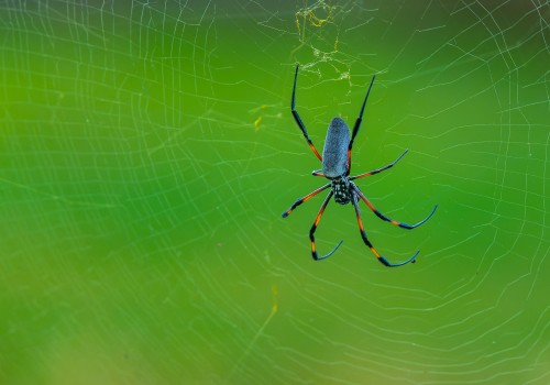 trichonephila inaurata  nephile 