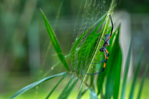 trichonephila inaurata nephile trichonephila inaurata nephile