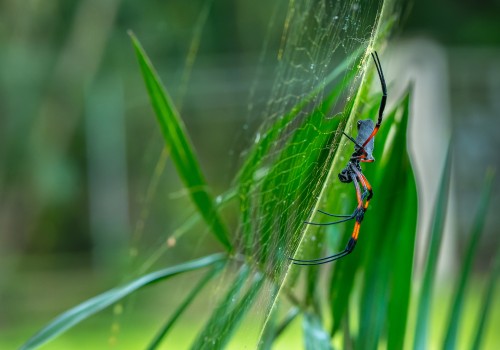 trichonephila inaurata  nephile 