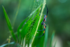 trichonephila inaurata nephile trichonephila inaurata nephile