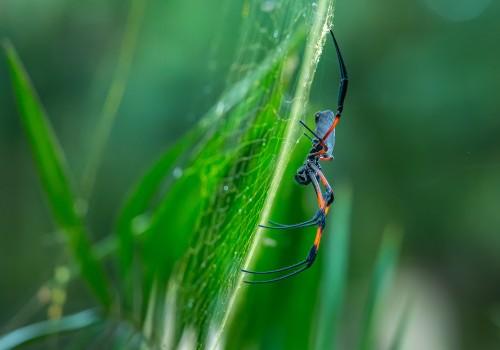 trichonephila inaurata  nephile 