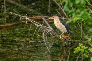 botaurus minutus blongios nain male botaurus minutus blongios nain male