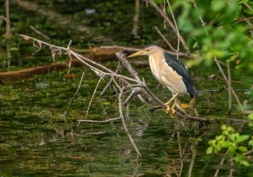 botaurus minutus blongios nain male botaurus minutus blongios nain male
