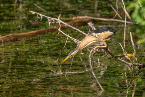 botaurus minutus blongios nain male botaurus minutus blongios nain male