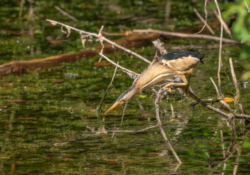 botaurus minutus blongios nain male botaurus minutus blongios nain male