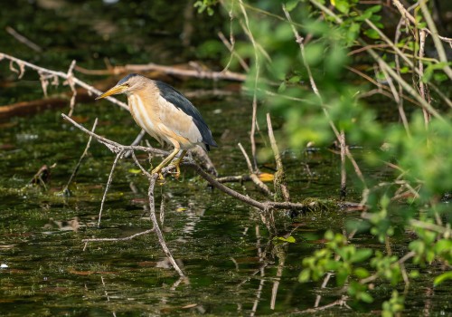 botaurus minutus blongios nain male botaurus minutus blongios nain male