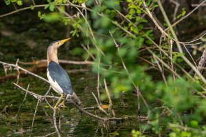 botaurus minutus blongios nain male botaurus minutus blongios nain male