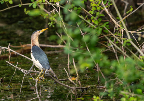 botaurus minutus blongios nain male botaurus minutus blongios nain male