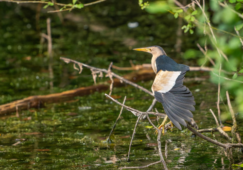 botaurus minutus blongios nain male botaurus minutus blongios nain male