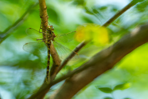 boyeria irene aeschne paisible femelle 10 boyeria irene aeschne paisible femelle 10