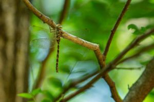 boyeria irene aeschne paisible femelle 10 boyeria irene aeschne paisible femelle 10