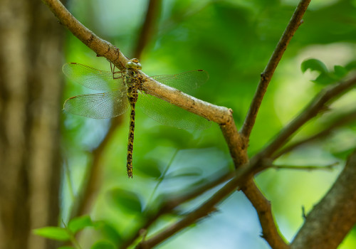 boyeria irene   aeschne paisible femelle 10