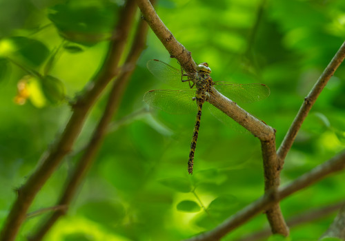 boyeria irene   aeschne paisible femelle 10