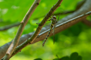 boyeria irene aeschne paisible femelle 10 boyeria irene aeschne paisible femelle 10