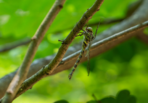 boyeria irene   aeschne paisible femelle 10