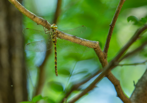 boyeria irene   aeschne paisible femelle