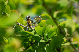 brachytron pratense aeschne printaniere brachytron pratense aeschne printaniere