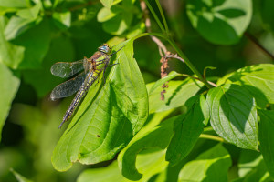 brachytron pratense aeschne printaniere femelle brachytron pratense aeschne printaniere femelle