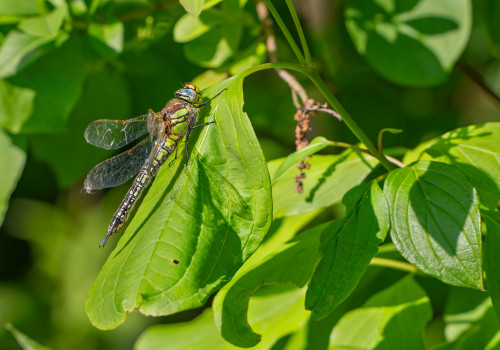 brachytron pratense  aeschne printaniere  femelle