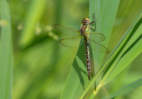 brachytron pratense  aeschne printaniere  femelle