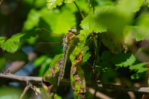 brachytron pratense aeschne printaniere femelle brachytron pratense aeschne printaniere femelle
