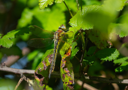 brachytron pratense  aeschne printaniere  femelle
