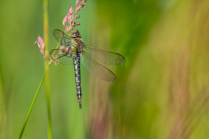brachytron pratense aeschne printaniere femelle brachytron pratense aeschne printaniere femelle